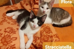 Flora-und-Stracciatella