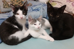 Stracciatella-Flora-Rozi