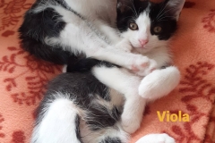 Stracciatella-und-Viola