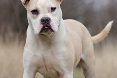 Abby-2