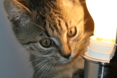 Alex-7