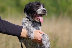 Alfie-13