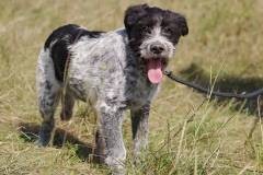 Alfie-15
