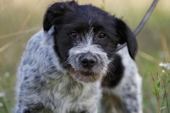 Alfie-17