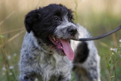 Alfie-19
