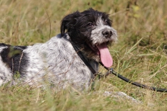 Alfie-2