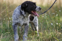 Alfie-20