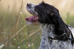 Alfie-22