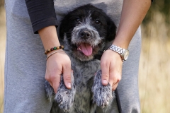 Alfie-25