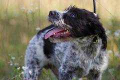 Alfie-30