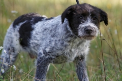 Alfie-32