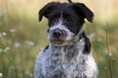 Alfie-33