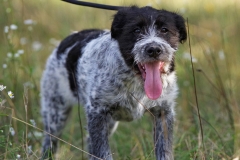 Alfie-34