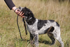 Alfie-4