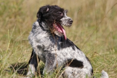 Alfie-7