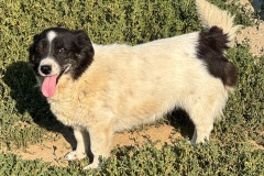 Annie-1-2