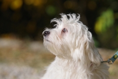 Balou-28