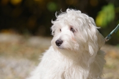 Balou-31