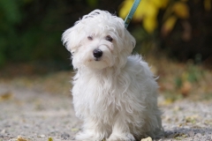Balou-9
