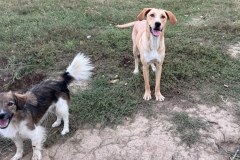 Balou-1