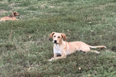 Balou-10