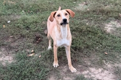 Balou-13