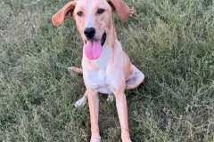 Balou-2
