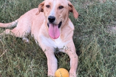 Balou-3
