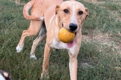 Balou-5