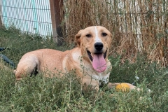 Balou-6