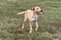 Balou-7