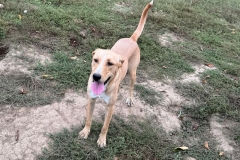 Balou-8
