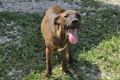 Barney-neu-2