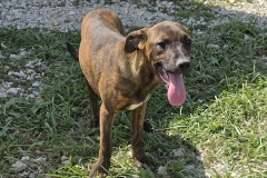 Barney-neu-3