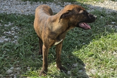 Barney-neu-4
