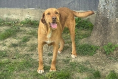 Barney-13