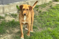 Barney-15