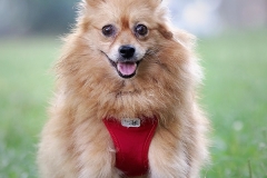 Bella-3