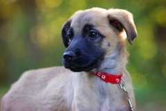 Bella-14