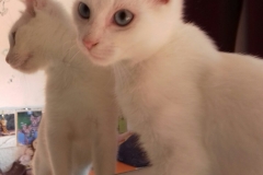 Bella