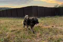Bella-10
