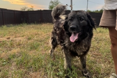 Bella-2