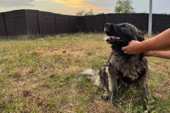 Bella-5