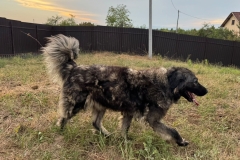 Bella-9