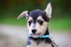 Benji-12