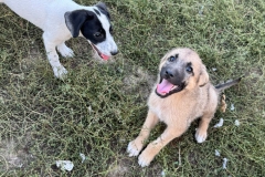 Benji-1