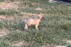 Benji-10