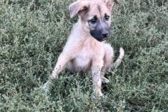 Benji-11
