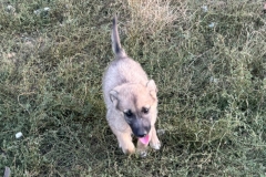 Benji-3