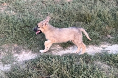 Benji-4